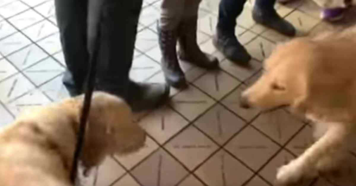 grote honden 3 grote honden 3