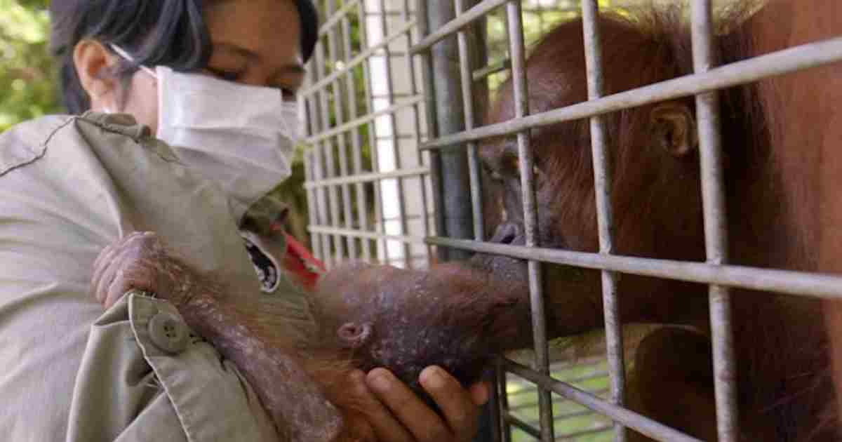 orang-oetan 2