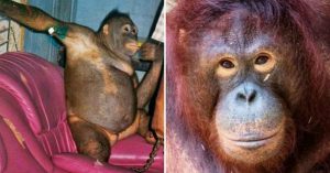 orang oetan veiligheid