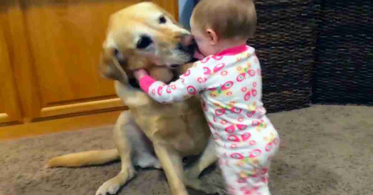 relatie baby en hond 1