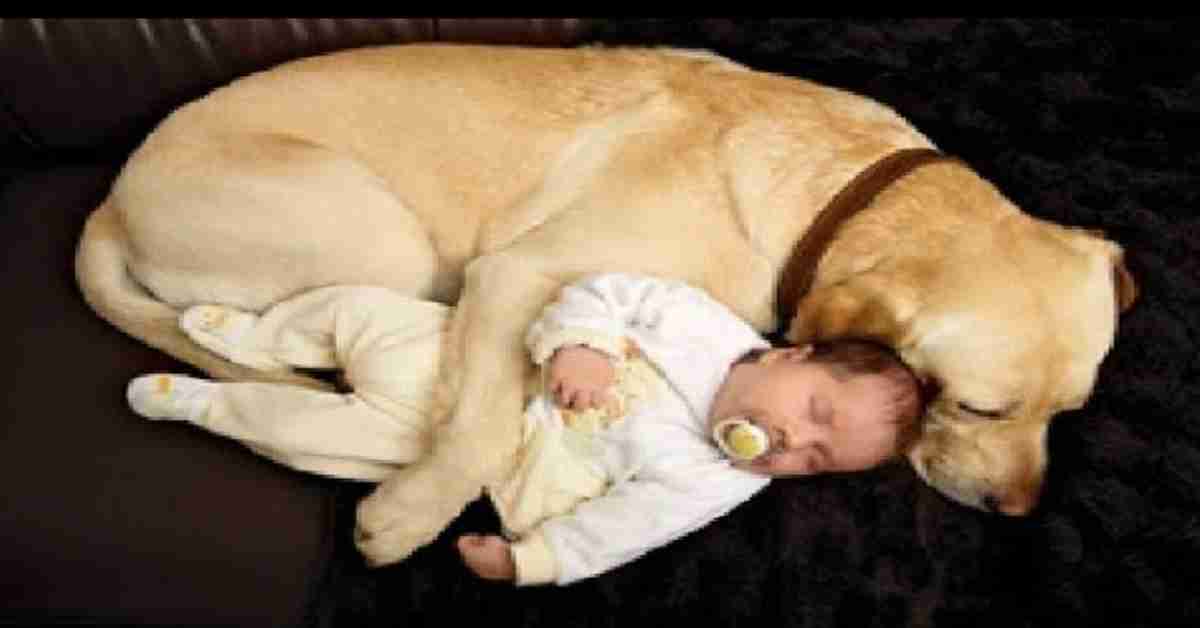 relatie baby en hond 2