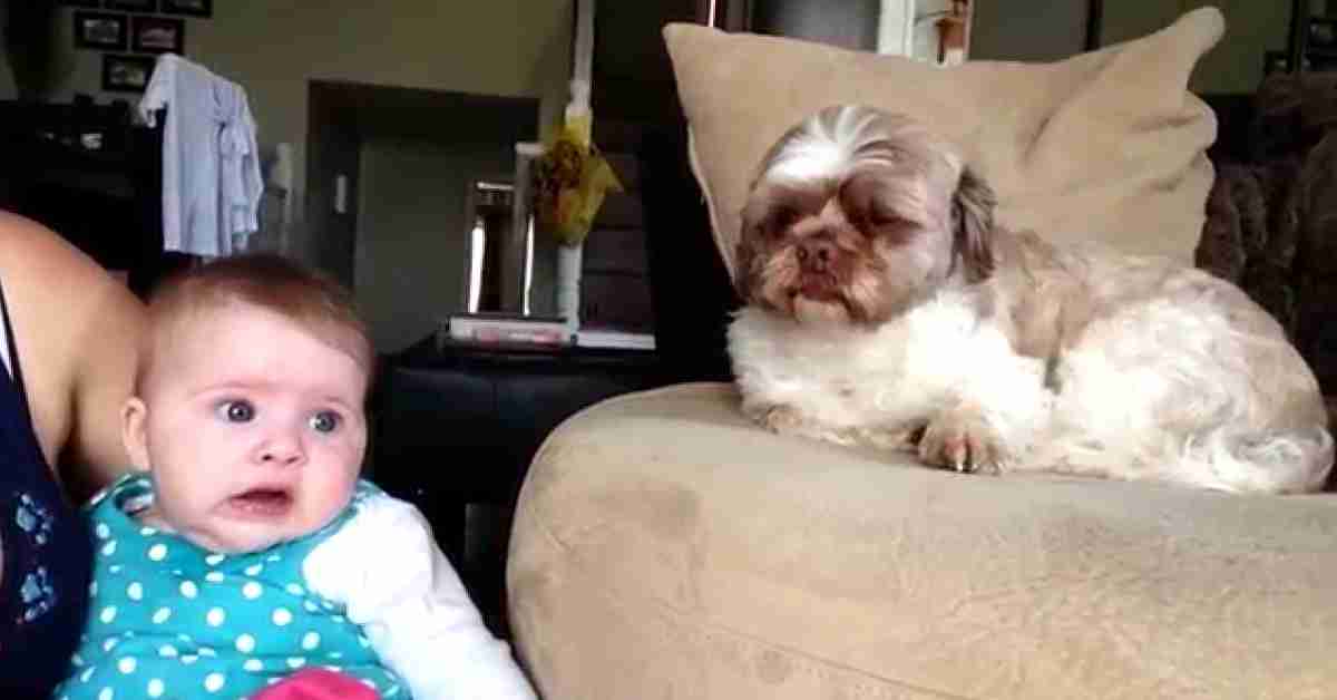 relatie baby en hond